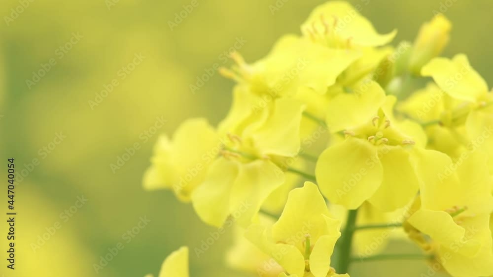 秋田県大仙市 協和 菜の花 秋田県大仙市 協和 菜の花