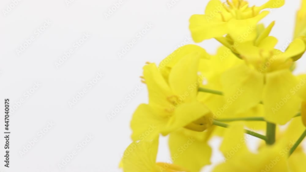 秋田県大仙市 協和 菜の花 秋田県大仙市 協和 菜の花