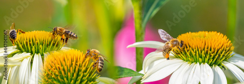 garden flowers and bees macro photography