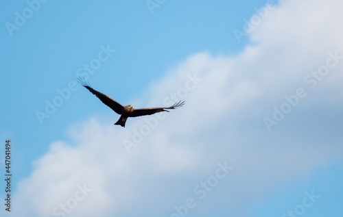 Eagle in flight against the blue sky. © schankz