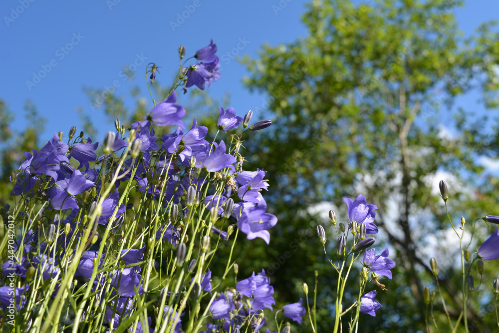 Φωτογραφία Small flowers of harebell on the background of summer garden in sunny day