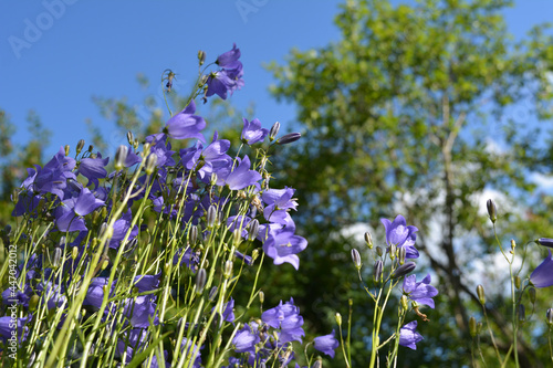 Small flowers of harebell on the background of summer garden in sunny day photo