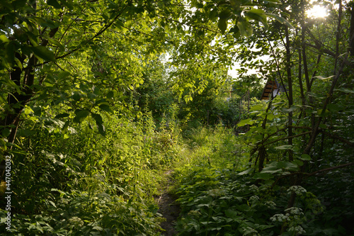 Overgrown rural garden in summer day. Green grass and foliage of apple trees.