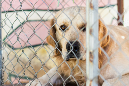 Labrador dogs look through a cage. Sad dog waiting for an owner.