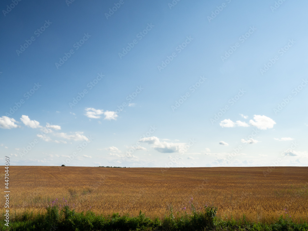 A field of cereals illuminated by the bright summer sun
