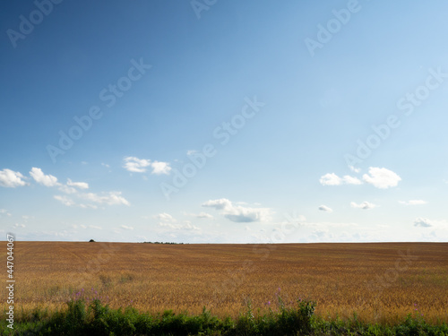 A field of cereals illuminated by the bright summer sun