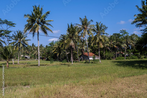 Country side view rural and village area with coconut trees and paddy filed landscape view blue sky