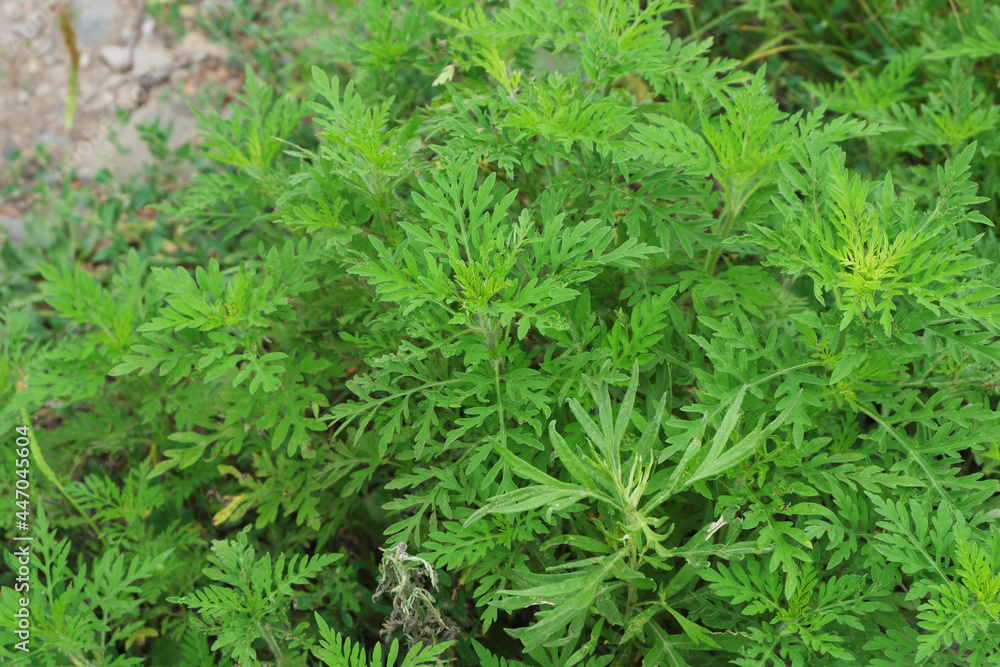 Fluffy bushes of young ragweed growing along the road. Ragweed pollen during flowering causes allergies.