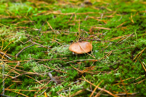 Poisonous mushroom in the forest on the ground among pine needles and moss.