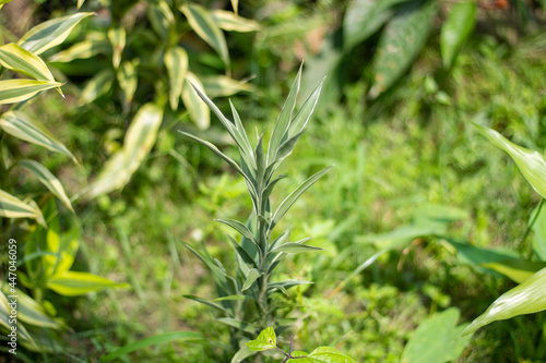 Medicinal thin and long green leafy plants and their background blur.