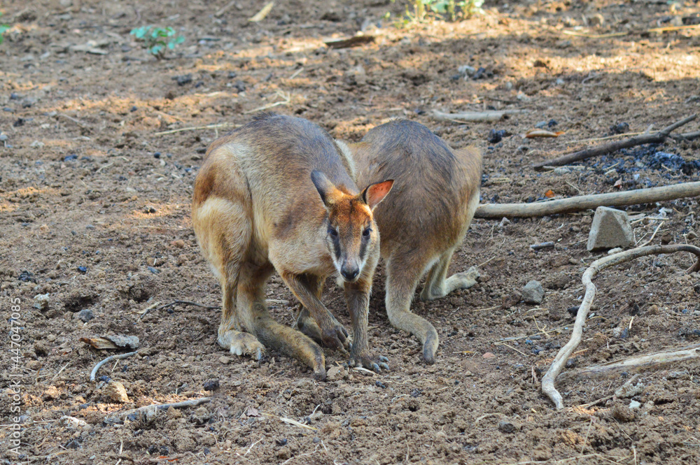 two little kangaroos looking for food on the barren land two little kangaroos looking for food on the barren land