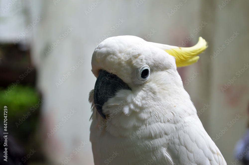 The yellow crested white cockatoo is daydreaming The yellow crested white cockatoo is daydreaming