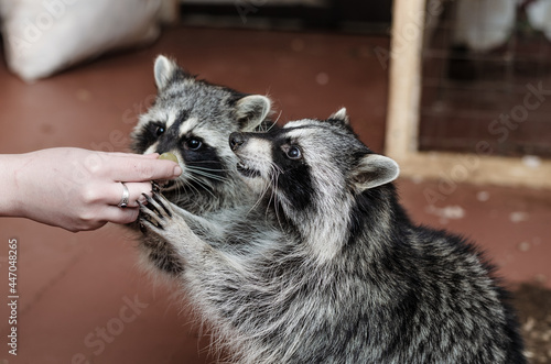 Two funny raccoons eat from their hands on the background of the aviary