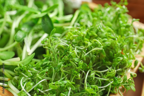 Fresh micro green sprouts, closeup