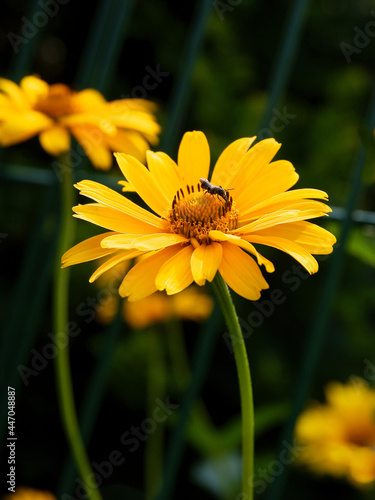 pretty yellow flowers in my garden close up photo