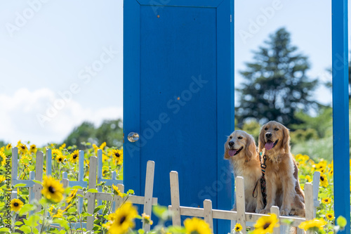 昭和記念公園／ゴールデンレトニエル