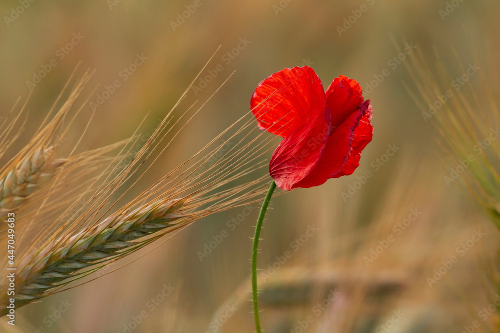Fototapeta premium common poppy in wheat field