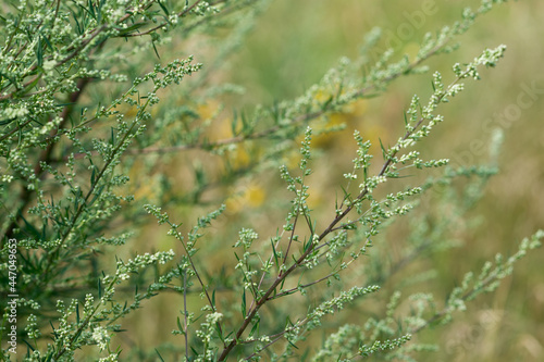 Artemisia vulgaris,common  herbaceous perennial plant selective focus photo
