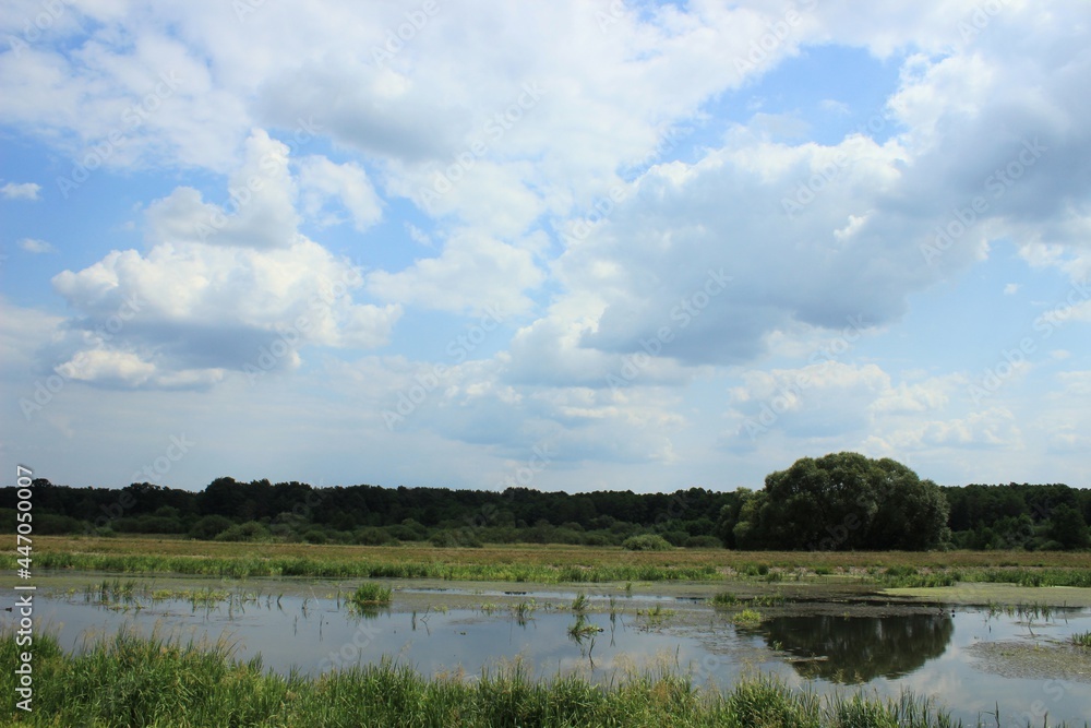 Landscape with lake and trees in the spring morning.
