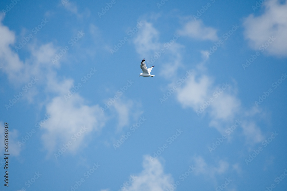 Fototapeta premium Gull flying in the blue sky on a sunny day