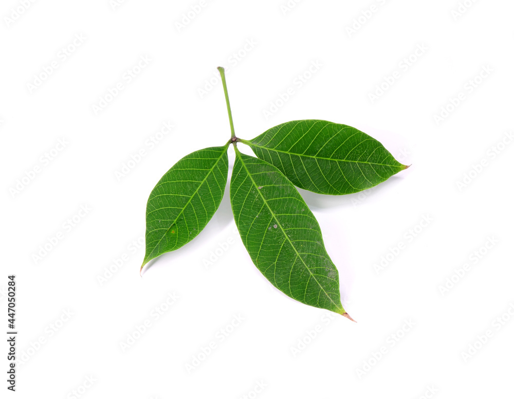 Rubber tree leaf isolated on white background. Para rubber tree (Hevea