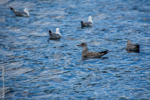 Gull swimming on a natural lake in july