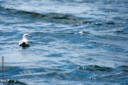 Gull swimming on a natural lake in july
