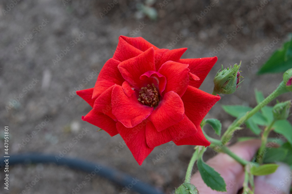 Rosa de color rojo en el jardín durante el verano Rosa de color rojo en el jardín durante el verano
