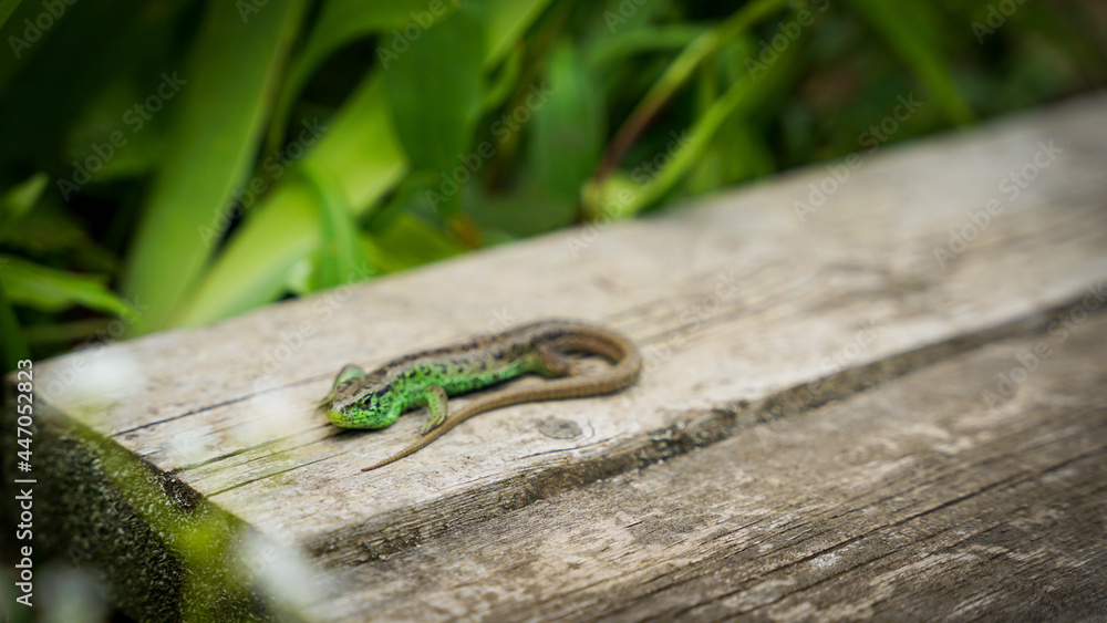 Small green lizard on a wooden surface