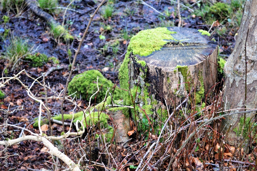 Fototapeta premium Naturaleza entre arboles