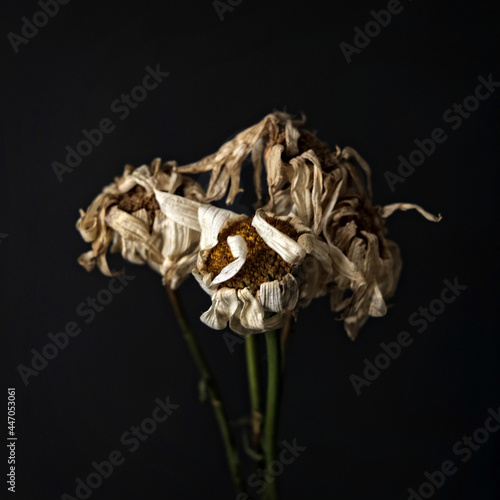 Closeup shot of withered flowers on an isolated black background