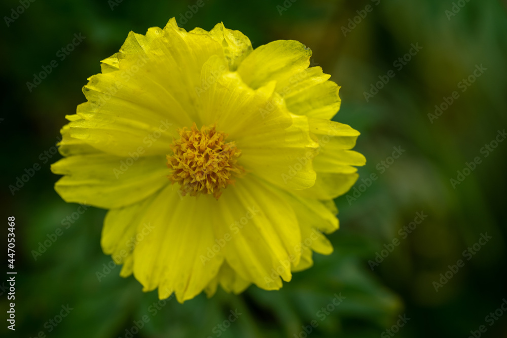 Yellow cosmos flower soft focus with some sharp and blurred background. Yellow flowers blooming beautifully in the garden with sot blur background.