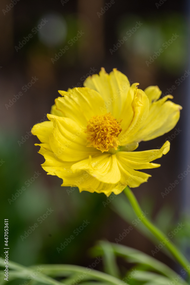 Yellow cosmos flower soft focus with some sharp and blurred background. Yellow flowers blooming beautifully in the garden with sot blur background. Yellow cosmos flower soft focus with some sharp and blurred background. Yellow flowers blooming beautifully in the garden with sot blur background.