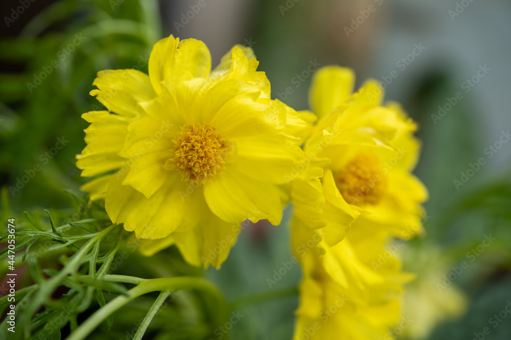 Yellow cosmos flower soft focus with some sharp and blurred background. Yellow flowers blooming beautifully in the garden with sot blur background. Yellow cosmos flower soft focus with some sharp and blurred background. Yellow flowers blooming beautifully in the garden with sot blur background.
