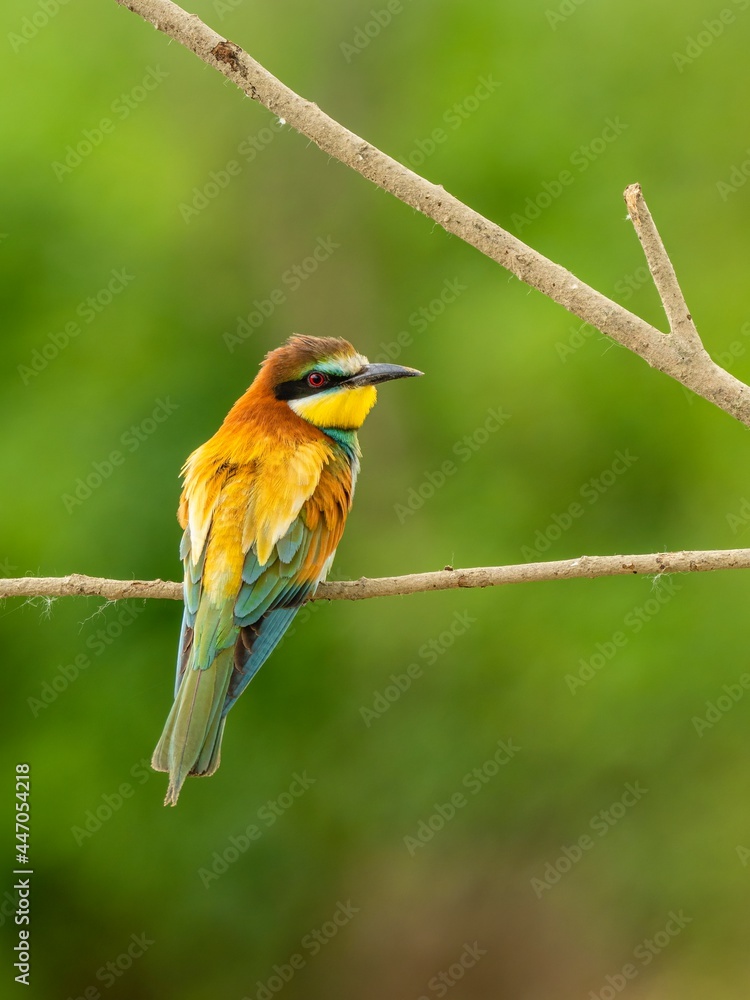 Beautiful nature scene with European bee-eater (Merops apiaster). Wildlife shot of European bee-eater (Merops apiaster) on branch. European bee-eater (Merops apiaster) in the nature habitat. Beautiful nature scene with European bee-eater (Merops apiaster). Wildlife shot of European bee-eater (Merops apiaster) on branch. European bee-eater (Merops apiaster) in the nature habitat.