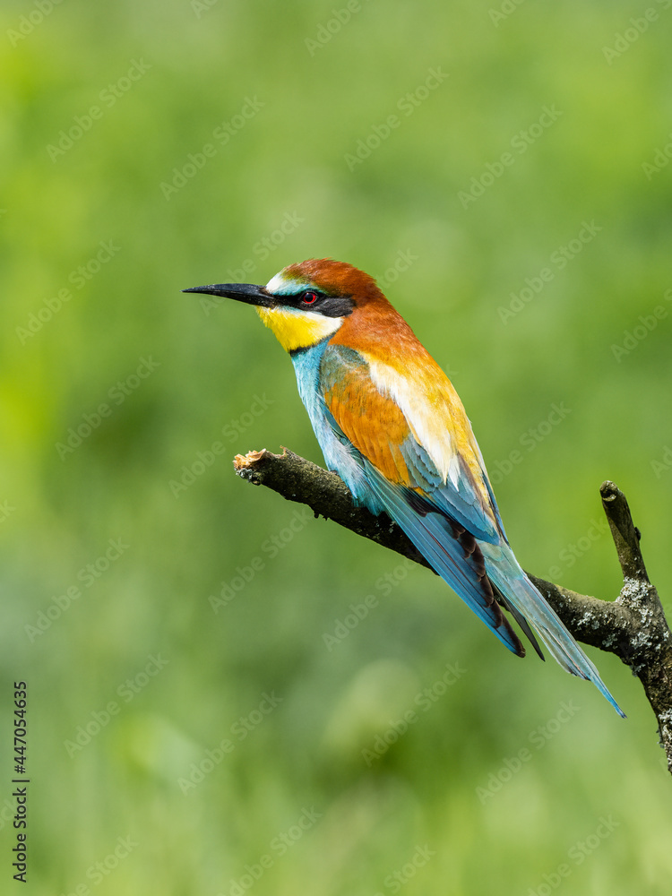 Beautiful nature scene with European bee-eater (Merops apiaster). Wildlife shot of European bee-eater (Merops apiaster) on branch. European bee-eater (Merops apiaster) in the nature habitat. Beautiful nature scene with European bee-eater (Merops apiaster). Wildlife shot of European bee-eater (Merops apiaster) on branch. European bee-eater (Merops apiaster) in the nature habitat.