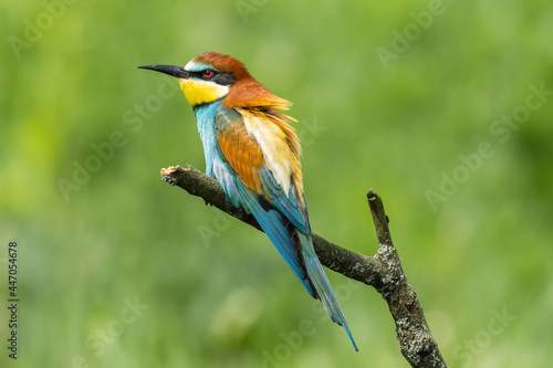 Beautiful nature scene with European bee-eater (Merops apiaster). Wildlife shot of European bee-eater (Merops apiaster) on branch. European bee-eater (Merops apiaster) in the nature habitat. © kapros76