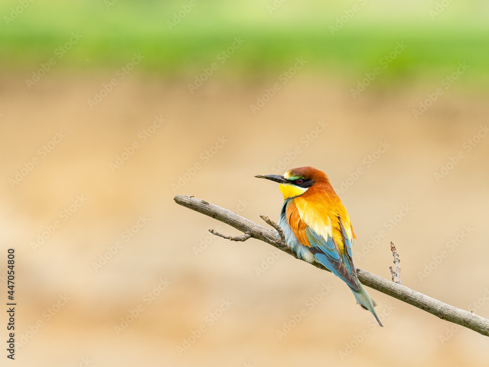Beautiful nature scene with European bee-eater (Merops apiaster). Wildlife shot of European bee-eater (Merops apiaster) on branch. European bee-eater (Merops apiaster) in the nature habitat. Beautiful nature scene with European bee-eater (Merops apiaster). Wildlife shot of European bee-eater (Merops apiaster) on branch. European bee-eater (Merops apiaster) in the nature habitat.