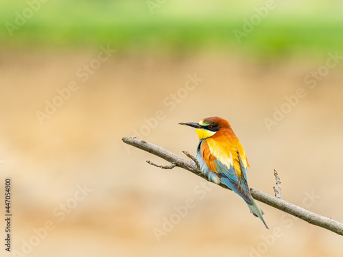 Beautiful nature scene with European bee-eater (Merops apiaster). Wildlife shot of European bee-eater (Merops apiaster) on branch. European bee-eater (Merops apiaster) in the nature habitat.