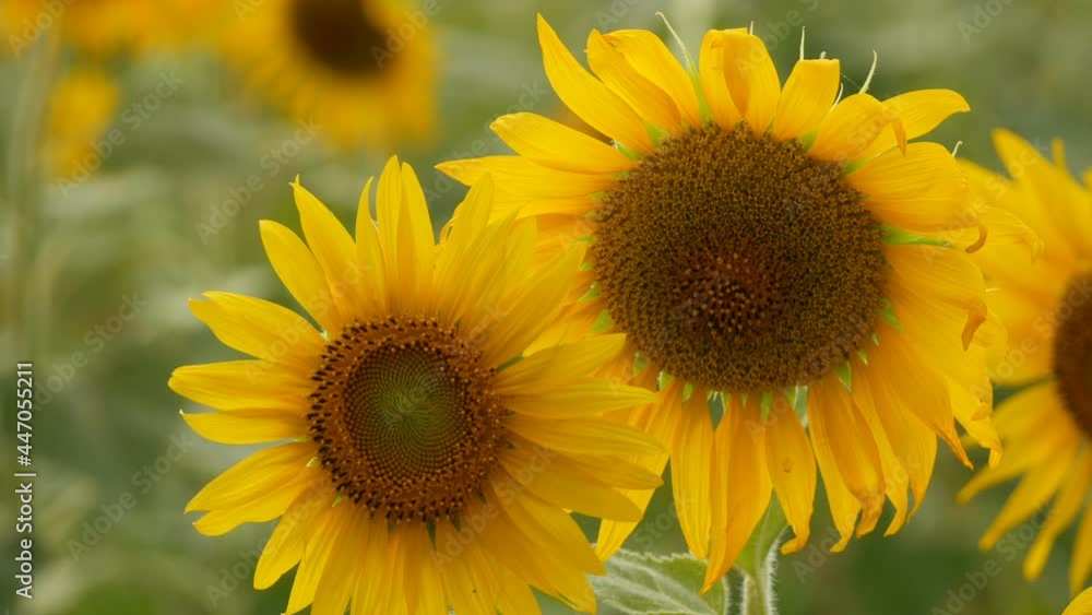 Close up of sunflower against a field Close up of sunflower against a field