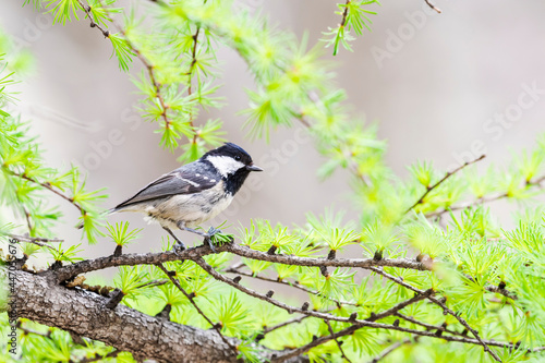 ヒガラ(Coal tit) photo