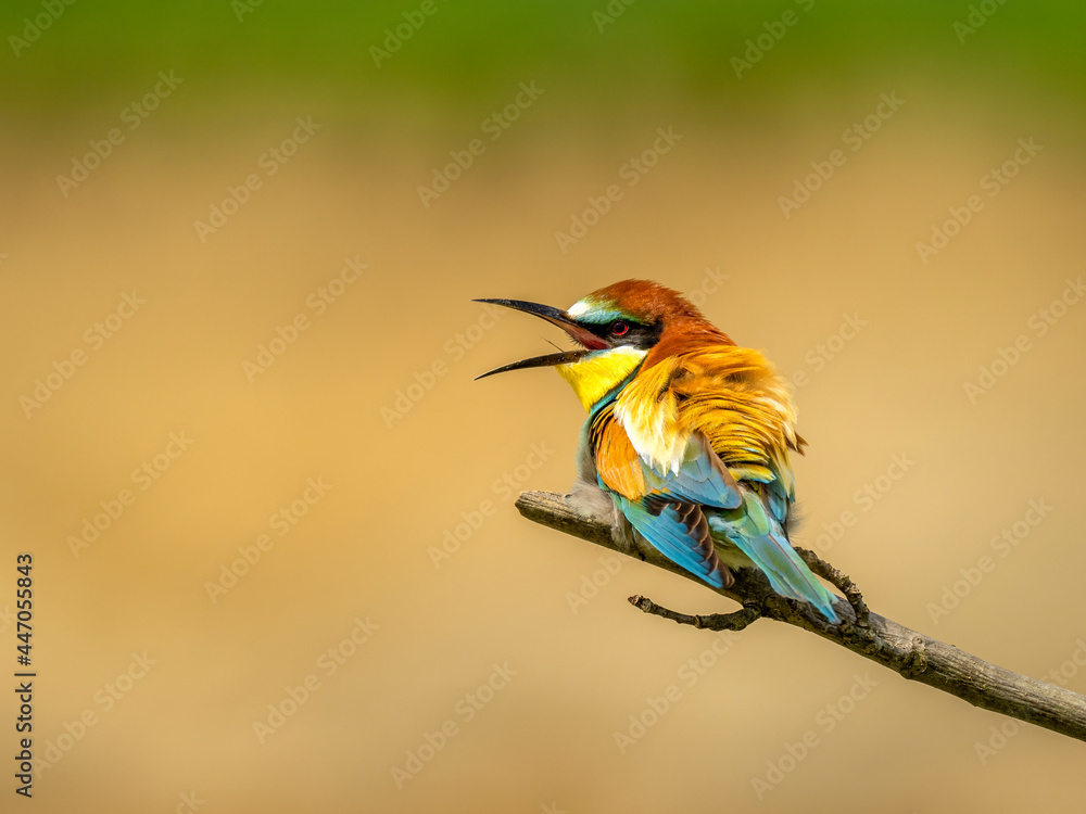 Beautiful nature scene with European bee-eater (Merops apiaster). Wildlife shot of European bee-eater (Merops apiaster) on branch. European bee-eater (Merops apiaster) in the nature habitat. Beautiful nature scene with European bee-eater (Merops apiaster). Wildlife shot of European bee-eater (Merops apiaster) on branch. European bee-eater (Merops apiaster) in the nature habitat.