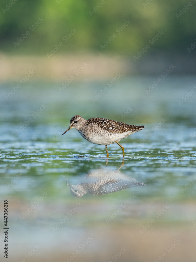 Obraz premium Beautiful nature scene with Wood sandpiper (Tringa glareola). Wood sandpiper (Tringa glareola) in the nature habitat. Wildlife shot of Wood sandpiper (Tringa glareola).