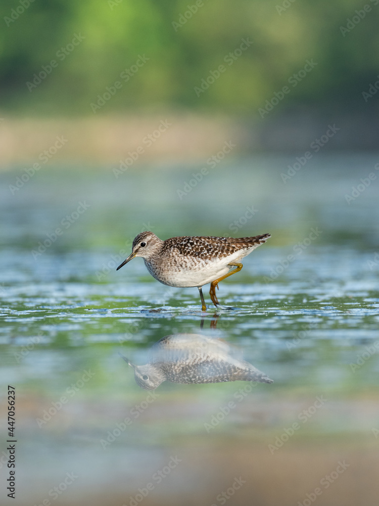 Beautiful nature scene with Wood sandpiper (Tringa glareola). Wood sandpiper (Tringa glareola) in the nature habitat. Wildlife shot of Wood sandpiper (Tringa glareola).