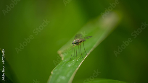 unusual fly on long legs, good summer day