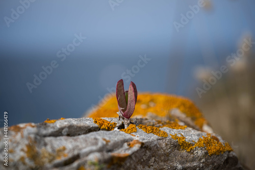 succulent plant grows from stone. Concept: stubbornness, determination