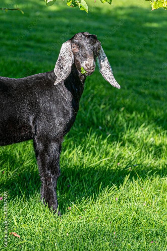 Young goat eating leaves from a low lying tree Young goat eating leaves from a low lying tree