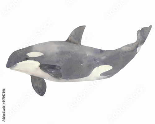 Swimming killer whale watercolor illustration. Great for print, web, textile design, giftware, scrapbooking.