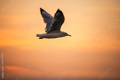 Seagull flying at sunset with twilight sky © Blanscape