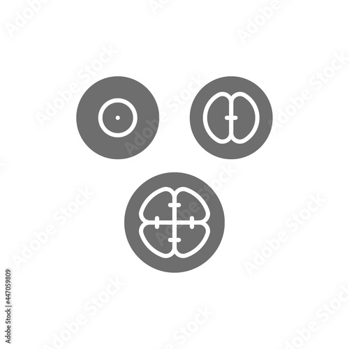 Cell division stages, embryos, embryogenesis grey icon.